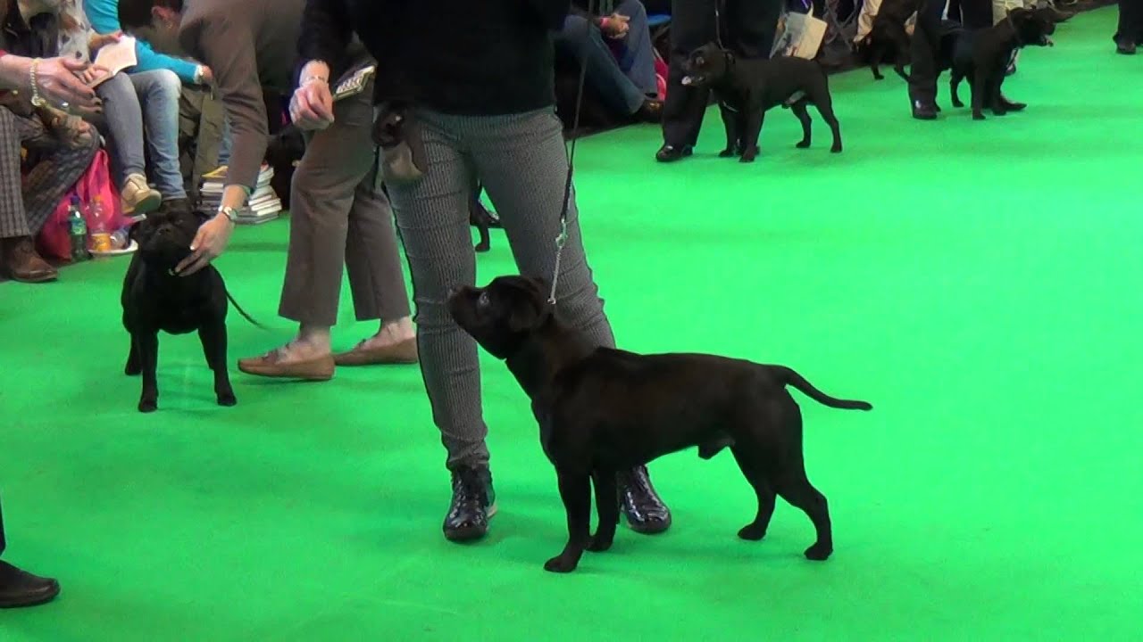 SBT open class dogs Crufts 2016