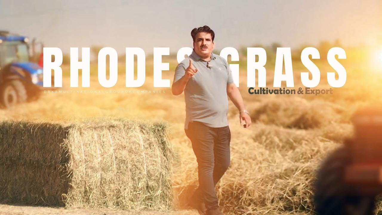 𝗗𝗥 𝗞𝗕 𝗥𝗵𝗼𝗱𝗲𝘀 𝗚𝗿𝗮𝘀𝘀 Cultivation & Export — The Green Gold of Pakistan
