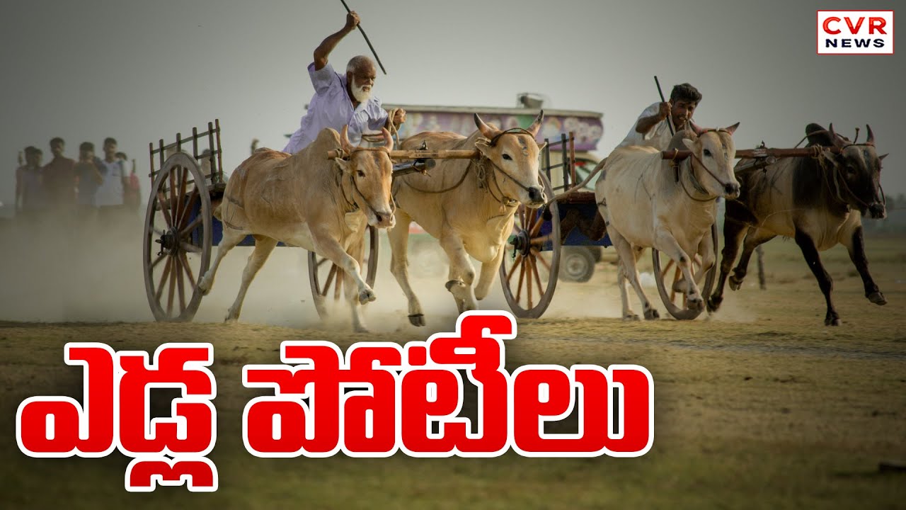 తూర్పు గోదావరిలో ఎడ్ల బండి పోటీలు | East Godavari District | CVR News