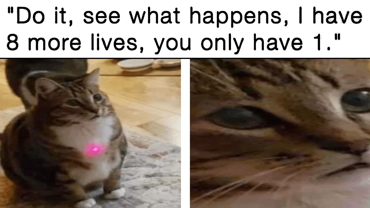 Cat Memes