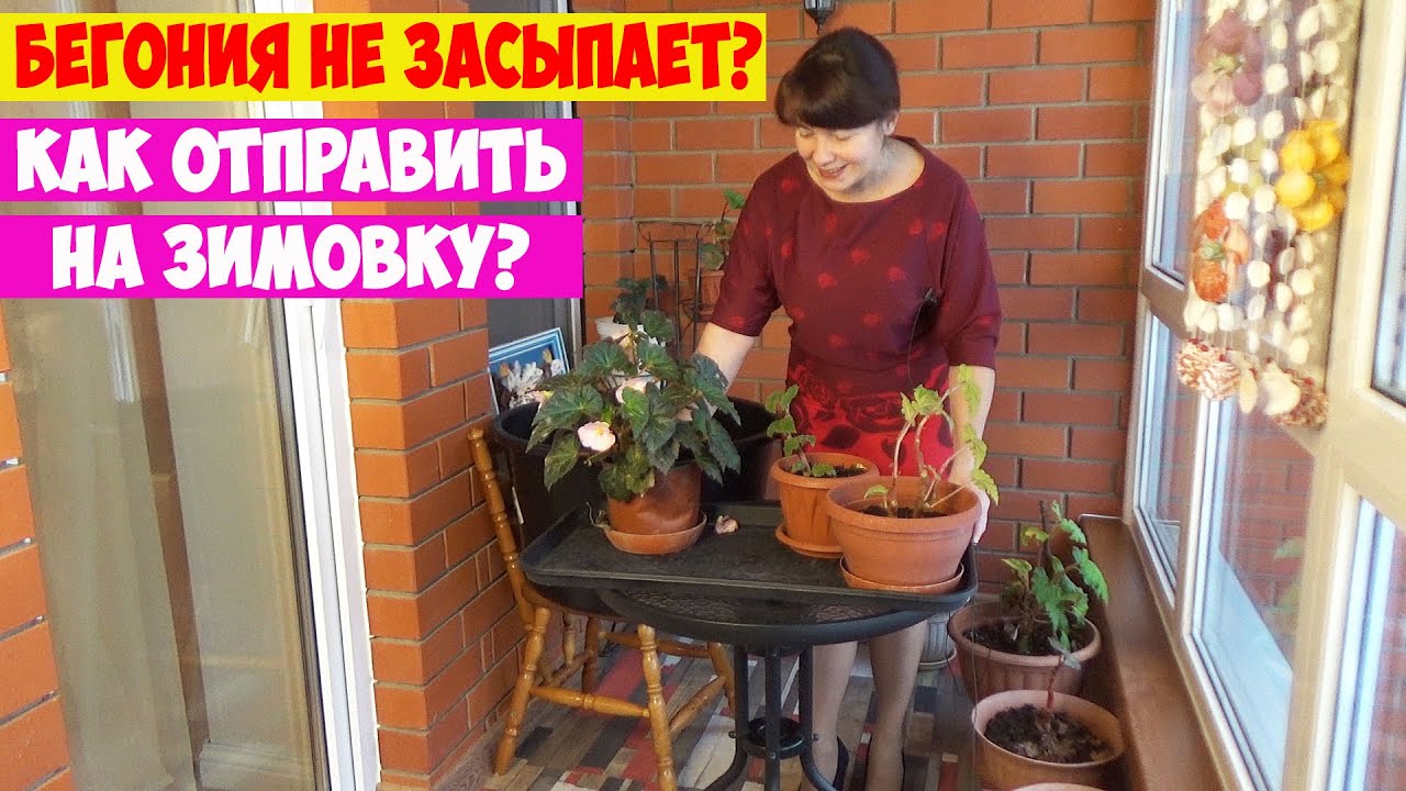 Как отправить БЕГОНИЮ на ПОКОЙ? Как зимуют 1-годки? А как 2, 3-летки? Как обрезать бегонию на зиму?