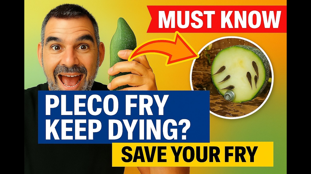 Why Your Pleco Fry Keep Dying – And How to Save Them