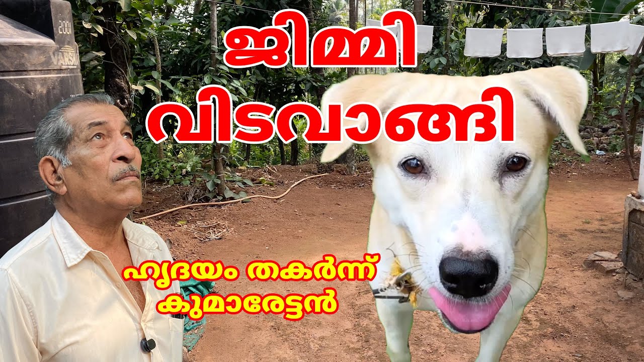 ജിമ്മി എന്ന സൂപ്പർ നായ വിടവാങ്ങി ഹൃദയം തകർന്ന് കുമാരേട്ടൻ #dog #doglove #iritty #kannur #animals