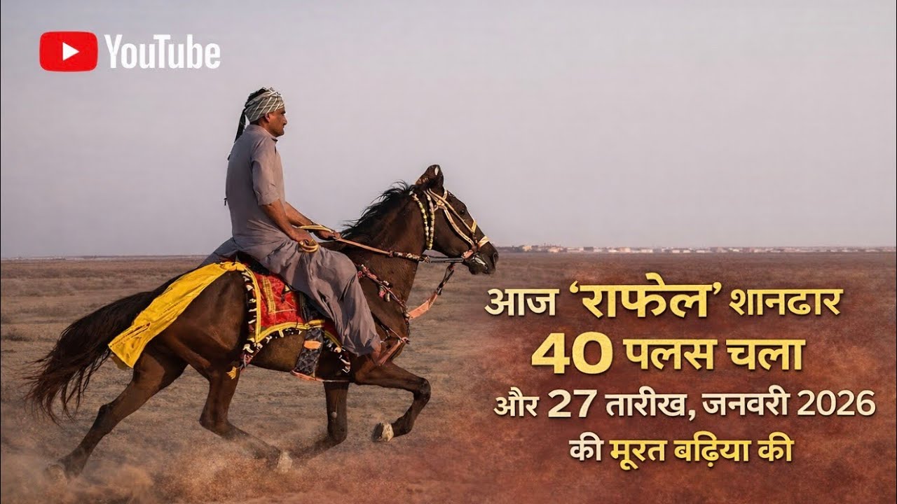 Horse Rafael  Raval Chaal Shandar 