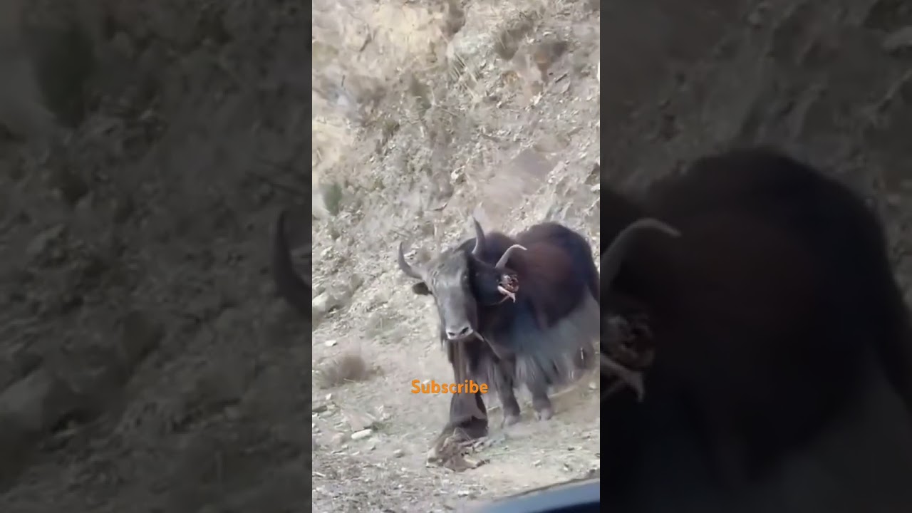 Wild yak battles 😱||| #youtubeshorts  #yak  #wildlife