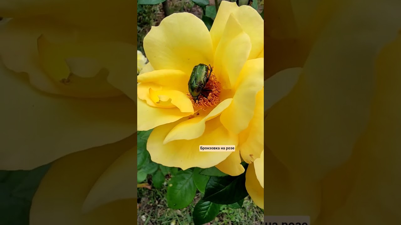 Поймана с поличным. #Insects #сад#garden #садоводничество #сад #природа #дача #насекомые #цветы #мир