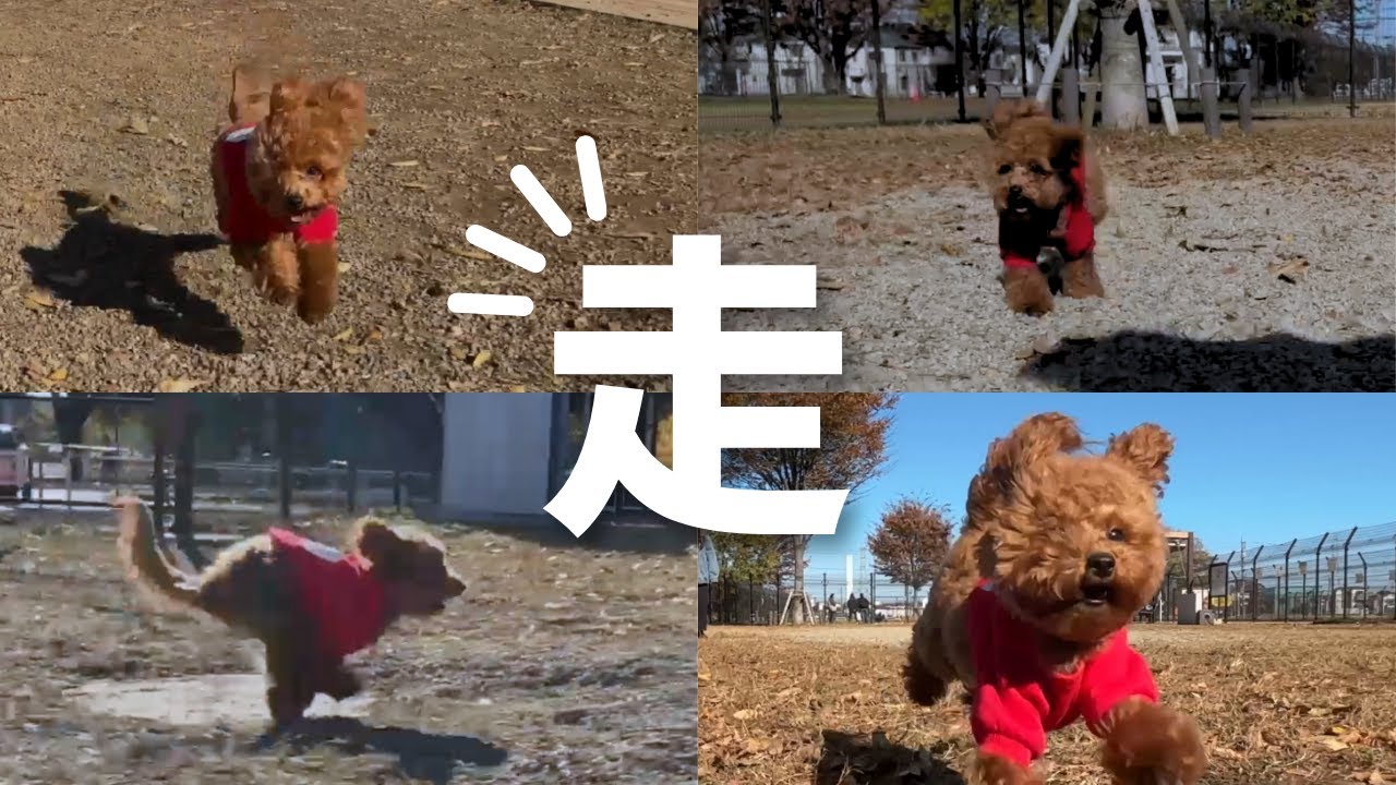 【成長】平日のドッグランでついに覚醒！パパと追いかけっこ＆紅葉を楽しんだ子犬の休日Vlog