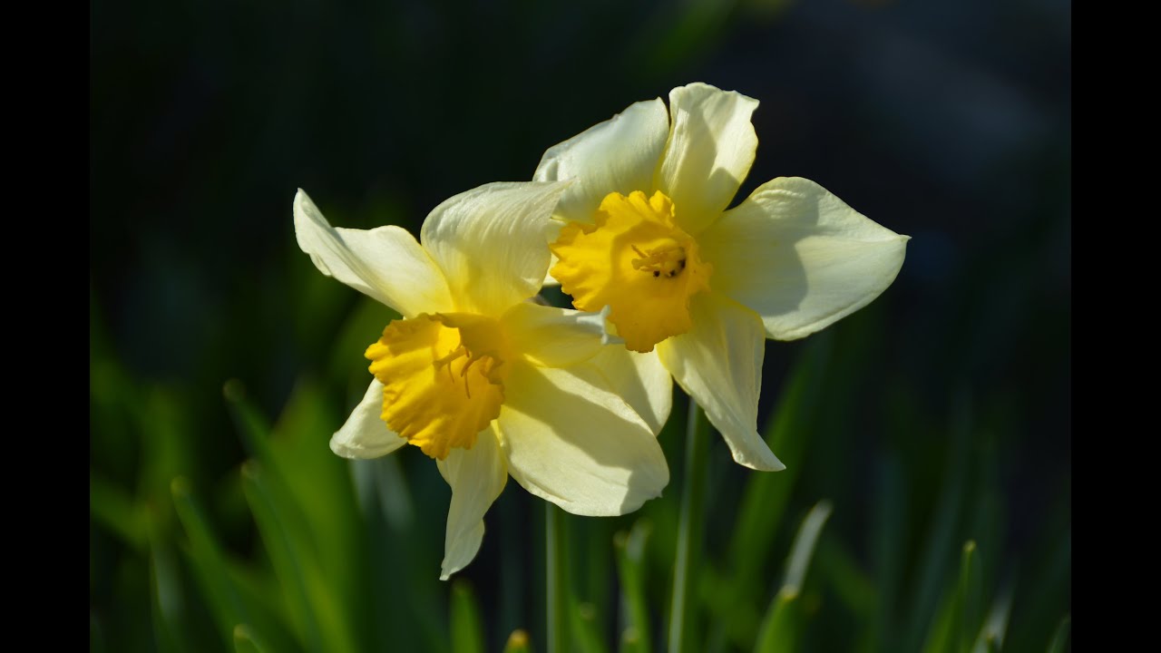 Fr&uuml;hling Krokusse Tulpen und Narzissen ...