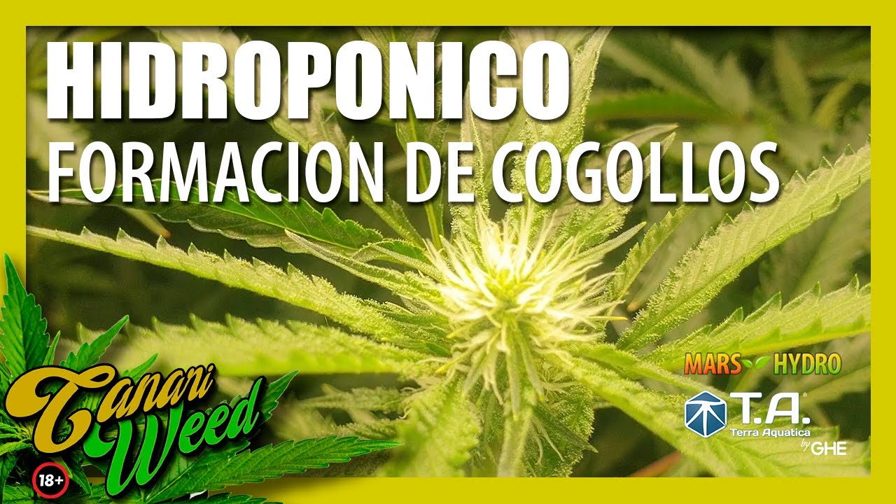 AEROPONIA FORMACION de COGOLLOS / Terra Aquatica ✔️