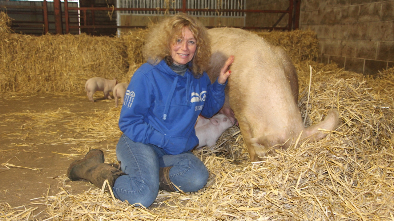 Pig Rescue! by Viva! and Dean Farm Animal Sanctuary (February 2017)