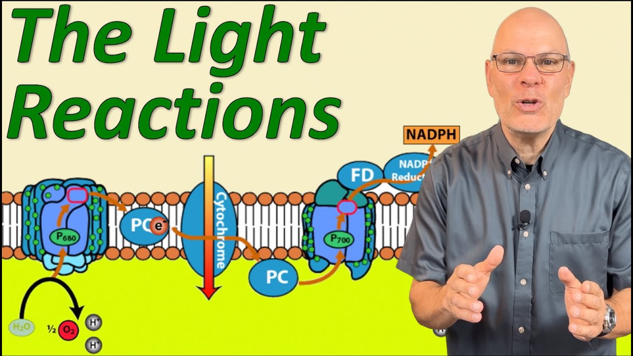 Finally Understand the Light Reactions of Photosynthesis!