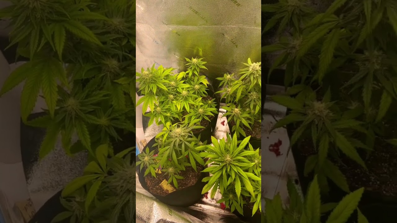 Autoflower First Grow #auto #autoflower #autoflowers #purpleweddingglue