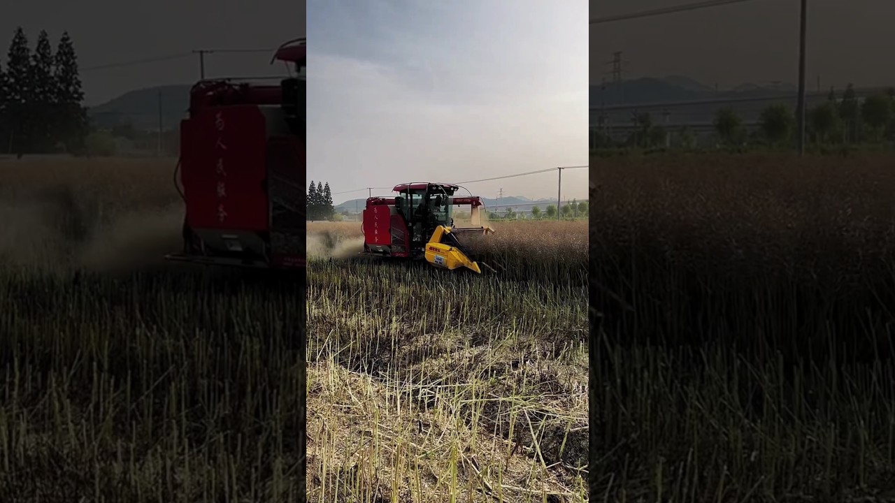 amazing kubota multi crop harvester 😱 #shorts #kubotaharvester #agriculture
