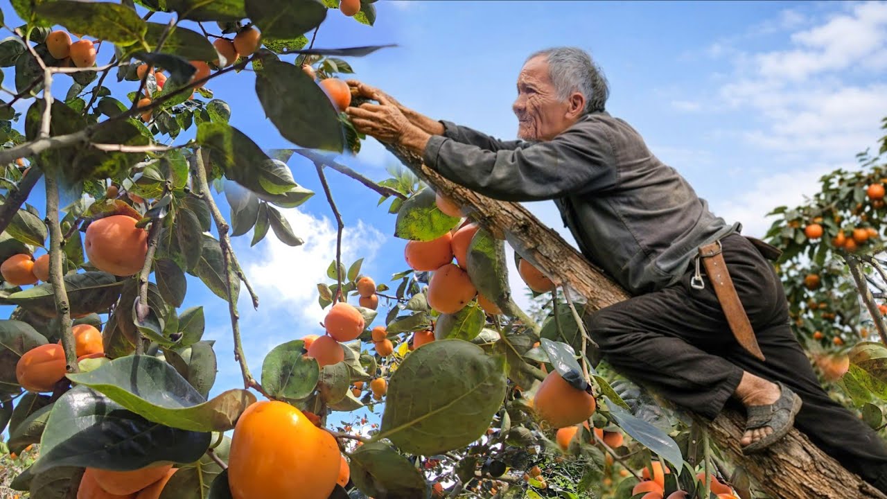 Сумасшедший 87-летний дедушка уезжает из города — 87 лет, а он всё ещё борется за выживание.