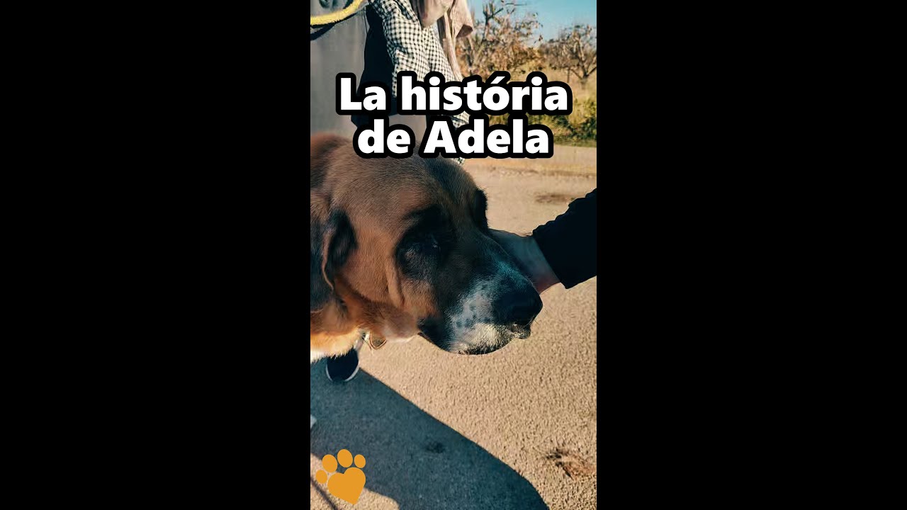 Hay #animales que dejan #huella y Adela ha dejado una muy grande #consejosparamascotas