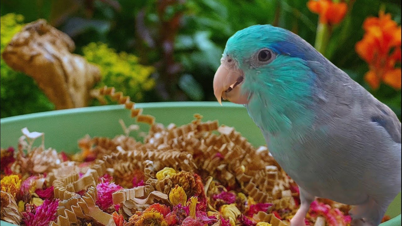 PARROT TV 📺🌴 REAL BIRDS SINGING SOUNDS 🌺 RELAXING NATURE 10 HOURS FORPUS PARROTLET 