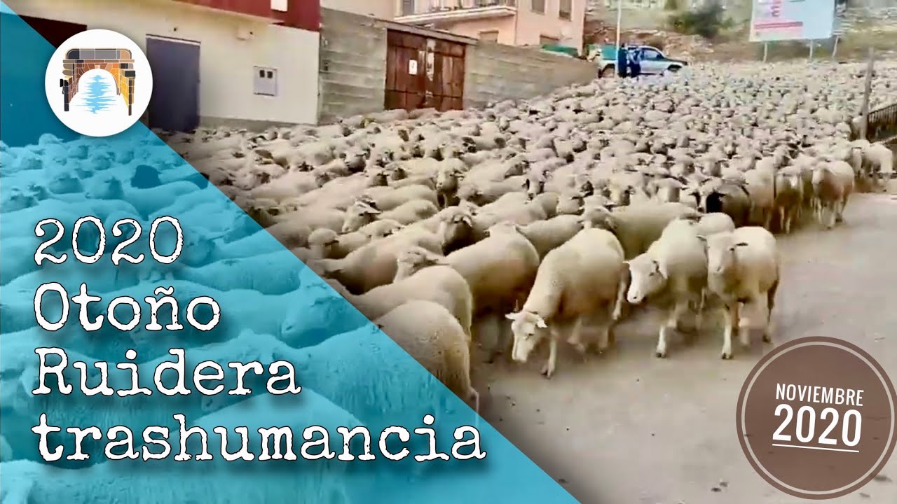 Ruidera en #TRASHUMANCIA | Otoño 2020