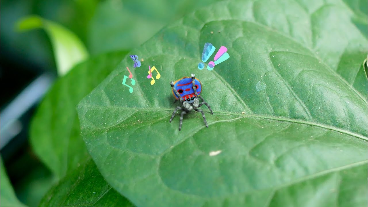 Cute spider dancing