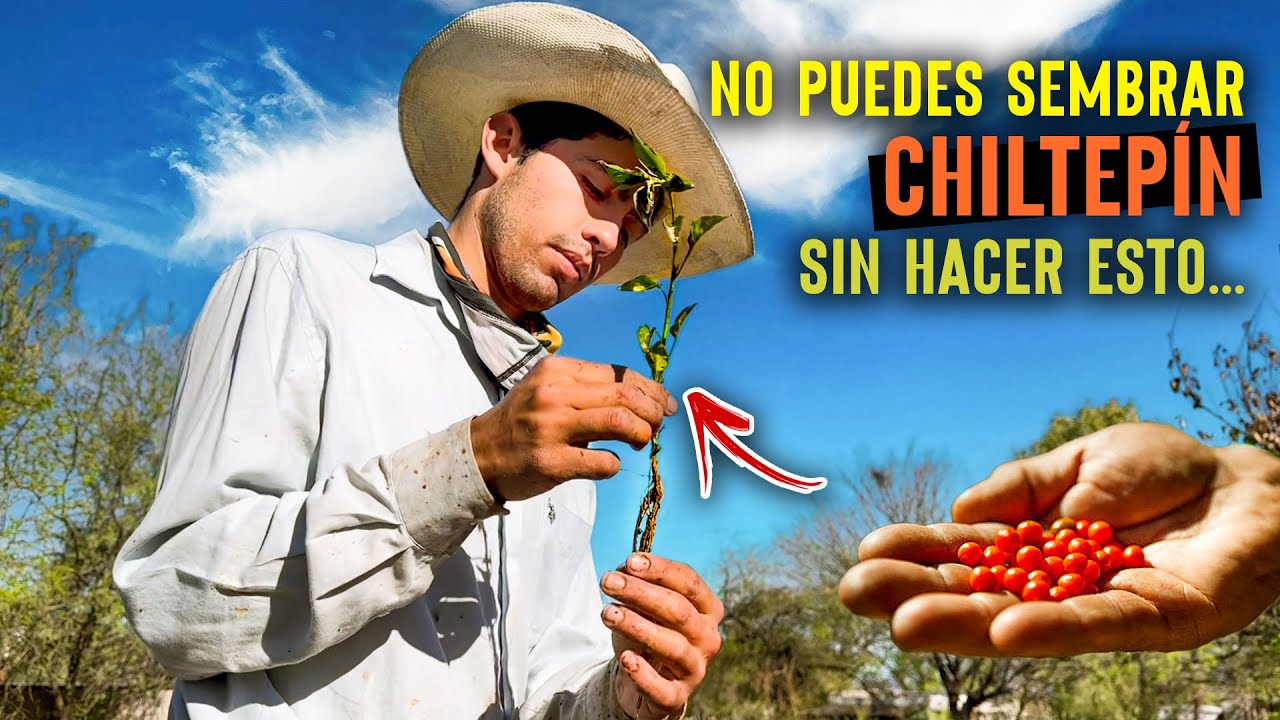 NO SIEMBRES CHILTEPÍN, sin antes hacer esto… | La primera etapa del chile chiltepín.