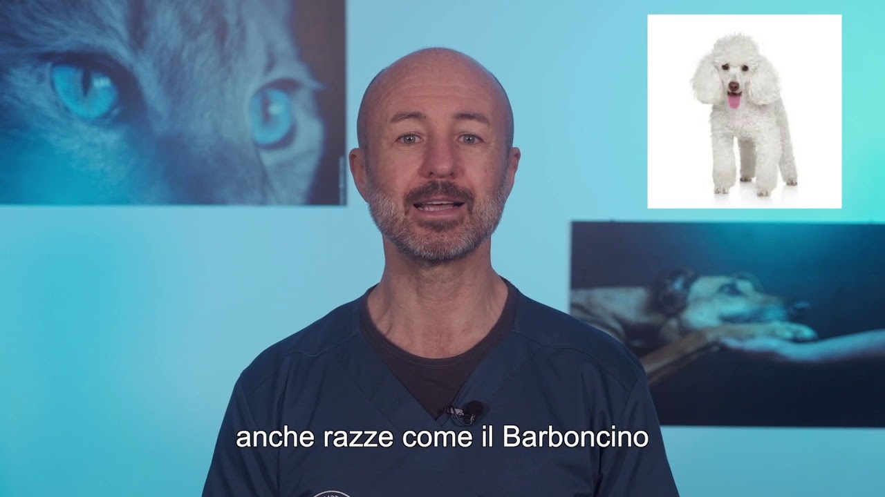 92 - Lacrimazione eccessiva nei cani e nei gatti:la sorprendente verità