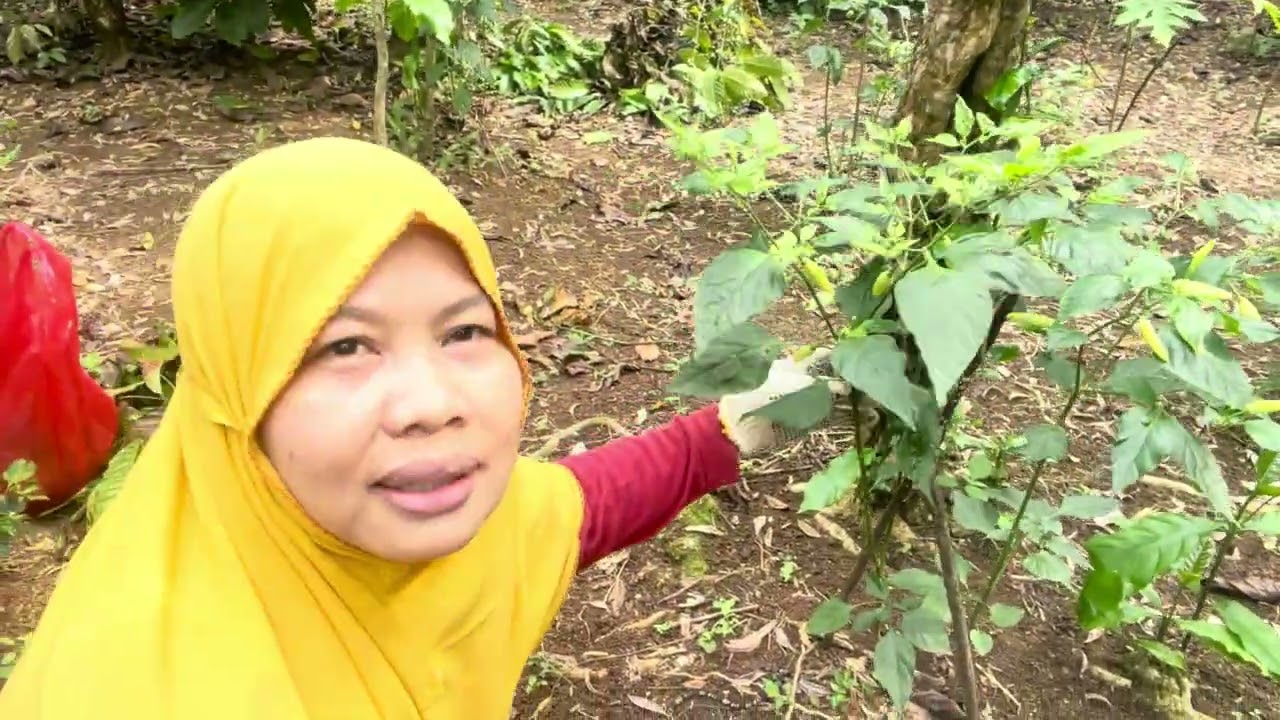 Nyore nya di bulan puasa tanam cabe dan kemangi dikebun 