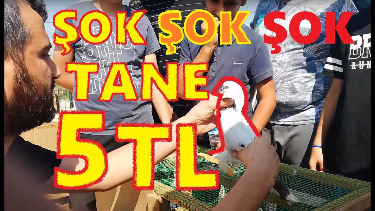 Tanesi 5 TL den Güvercin Aldık. Adapazarı Güvercin Pazarı 4 Bölüm. Birol Karalı Hediye Güvercinler