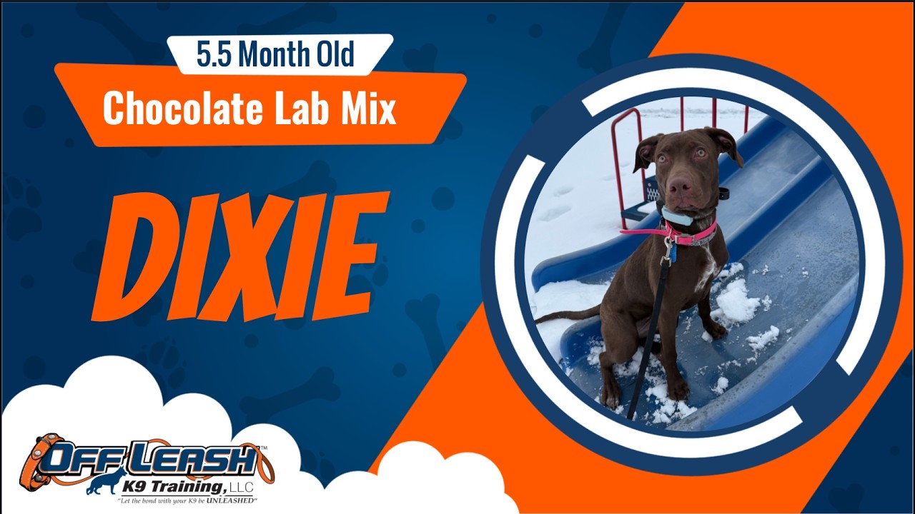 Fort Wayne dog Trainers | 5.5 Month Old Chocolate Lab Mix | Off Leash K9 Trainers Fort Wayne