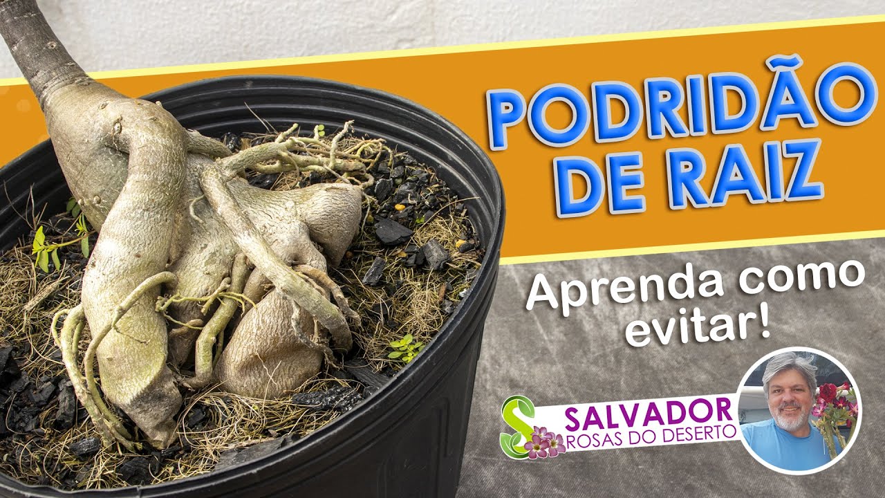 COMO PREVENIR A PODRIDÃO DE RAIZ EM SUA ROSA DO DESERTO