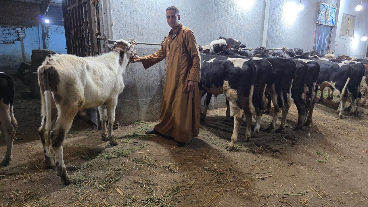 مفاجأة من العيار الثقيل عجول استنباط سلالات عالية تحويل عالي بيور وخليط عالي أسعار من 28 الف