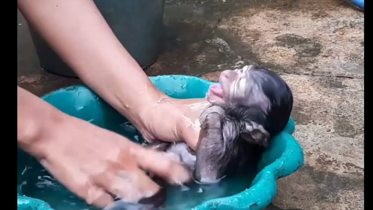 bathing baby monkey bubu during the day