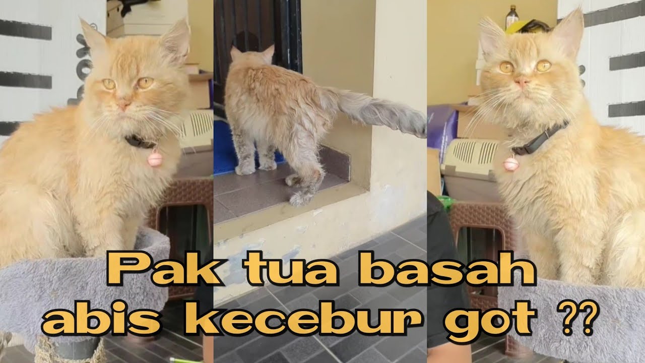 Kasian pak tua basah abis kecebur got 🤣 #kucingpororo #cicichania #inipororo