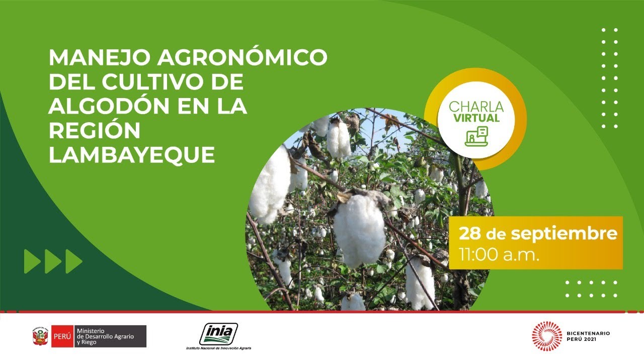 Manejo agronómico del cultivo de algodón en la Región Lambayeque