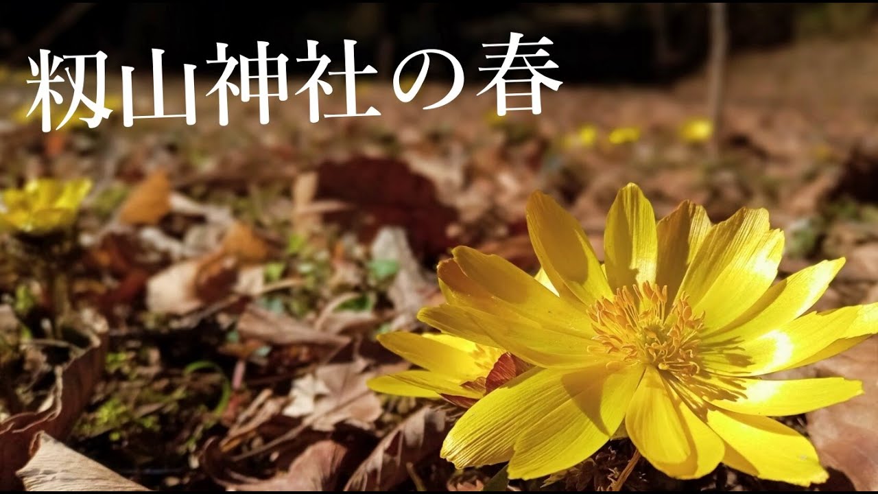 【籾山八幡社】手ぶらで福寿草【2022年】