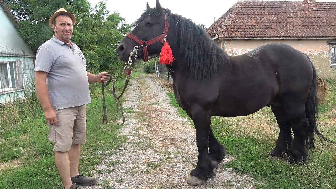 Armasarii lui Catalin de la Craidorolt, Satu Mare - 2025 Nou!!!