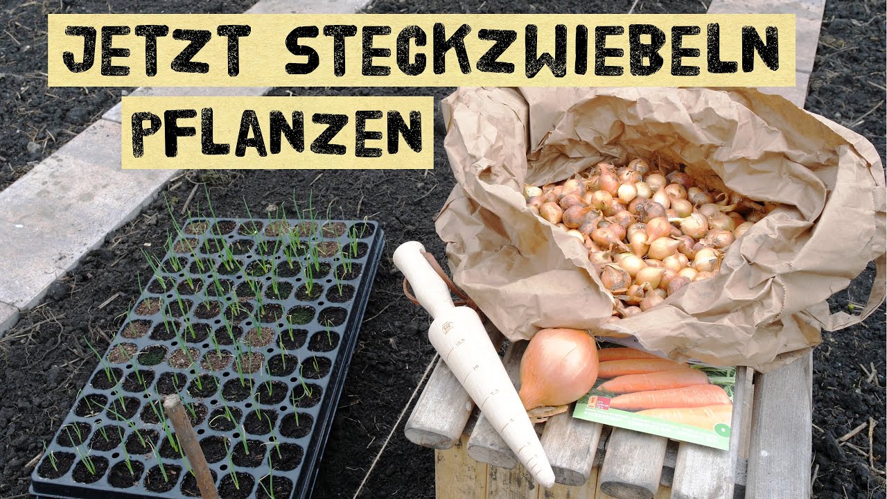 Steckzwiebeln im Fr&uuml;hjahr pflanzen. Reihenabstand, Tiefe, Mischkulturen & Pflege. Stuttgarter Riesen