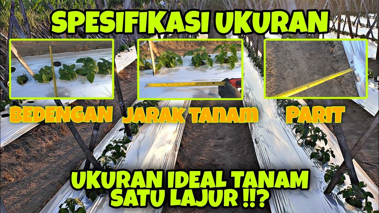 UKURAN JARAK TANAM-LEBAR BEDENG DAN PARIT UNTUK TANAMAN CABAI SISTEM SATU LAJUR