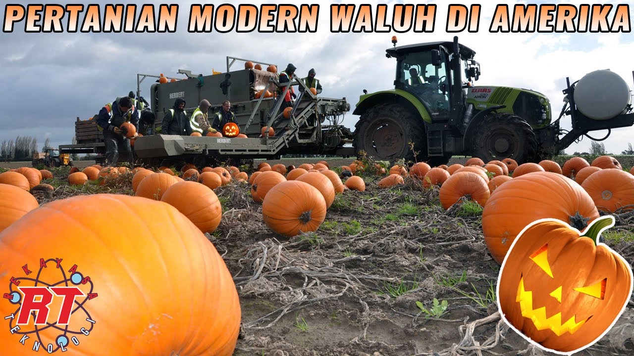 Pertanian dan Panen modern, Waluh atau Pumpkin | Budidaya buah yang biasa dipakai di Helloween