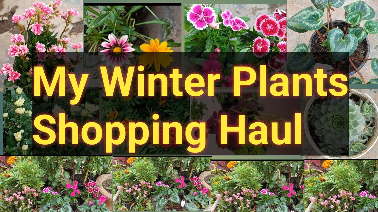 My Winter Plants Shopping Haul 2025/Plants Shopping October 2025/Rare Plants Shopping Haul
