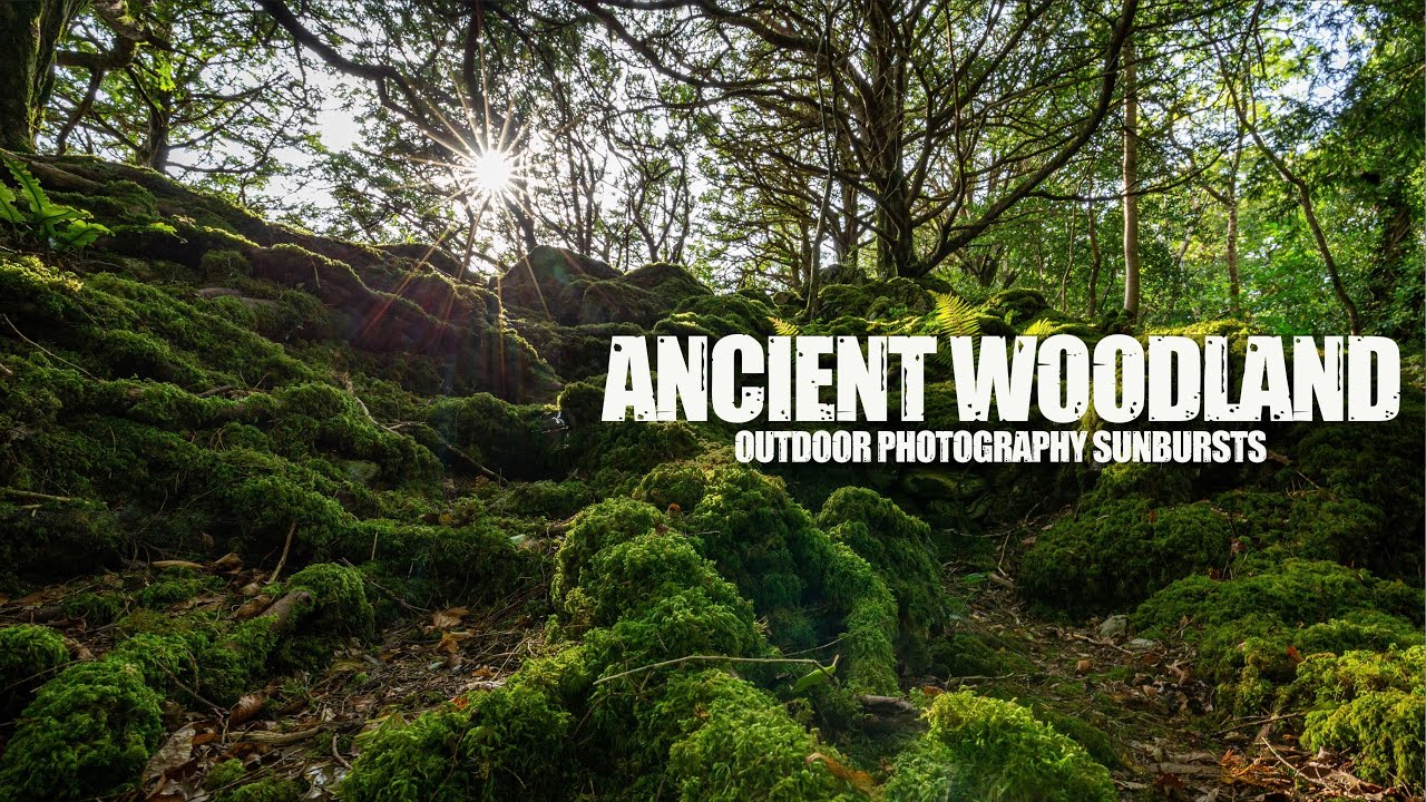 ANCIENT WOODS | Outdoor Photography I 250 year old Yew Tree Wood . Ireland