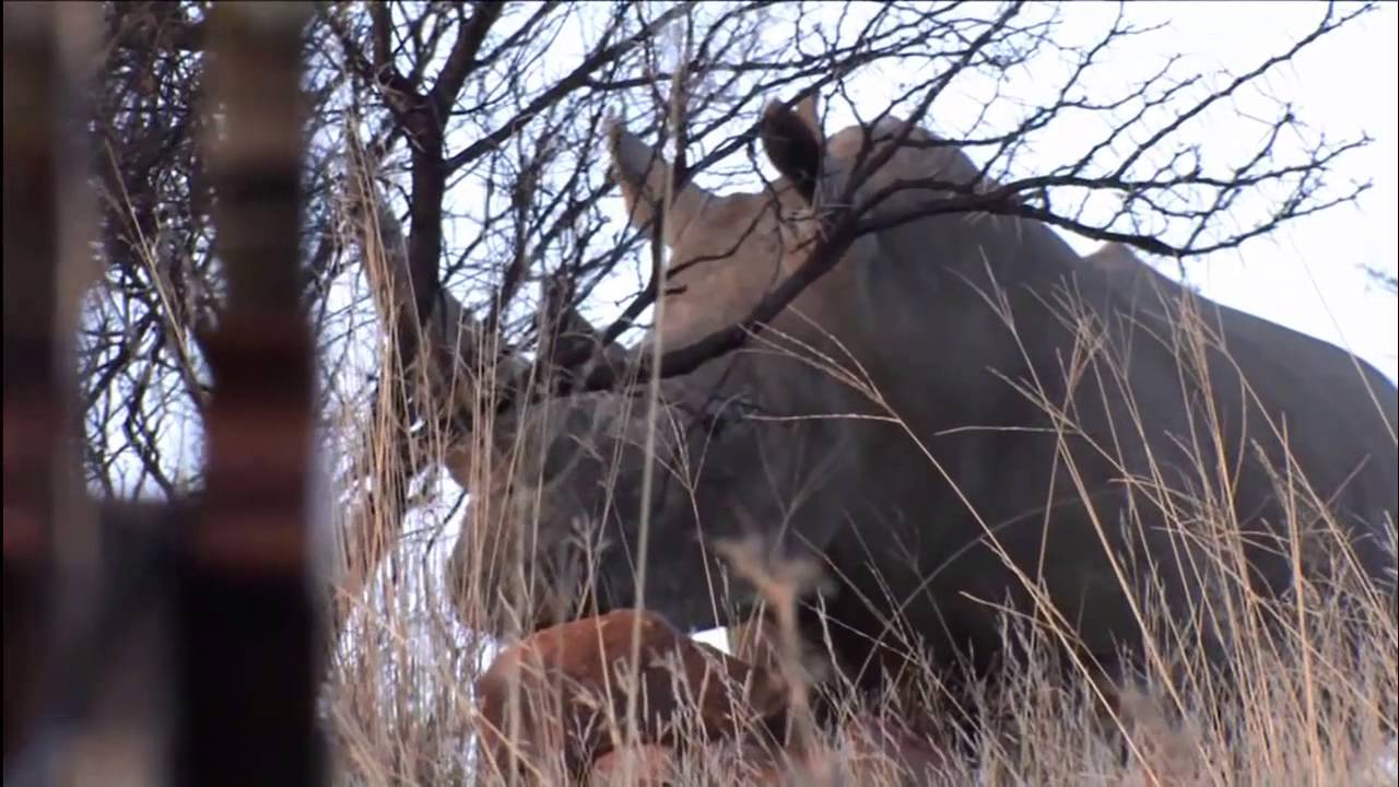 Shocking Rhino Bow Hunting
