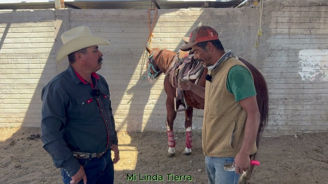 YO ME COMUNICO CON LOS CABALLOS EN SU IDIOMA Y ASI LOS ARIENDO