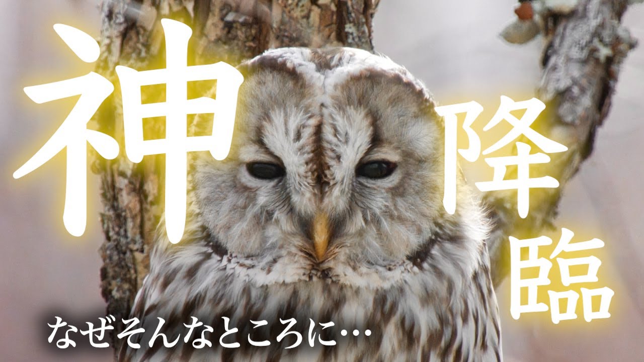 【神回】雪と野鳥撮りに行ったら目の前にありえない猛禽が現れた《COOLPIX P950》