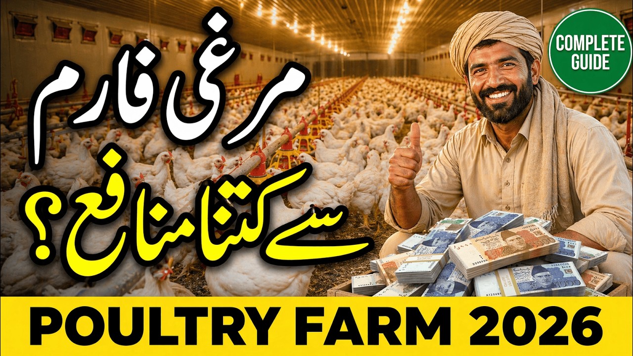 Chicken Farming in Pakistan 2026 | Poultry Farm Se Kitna Munafa?