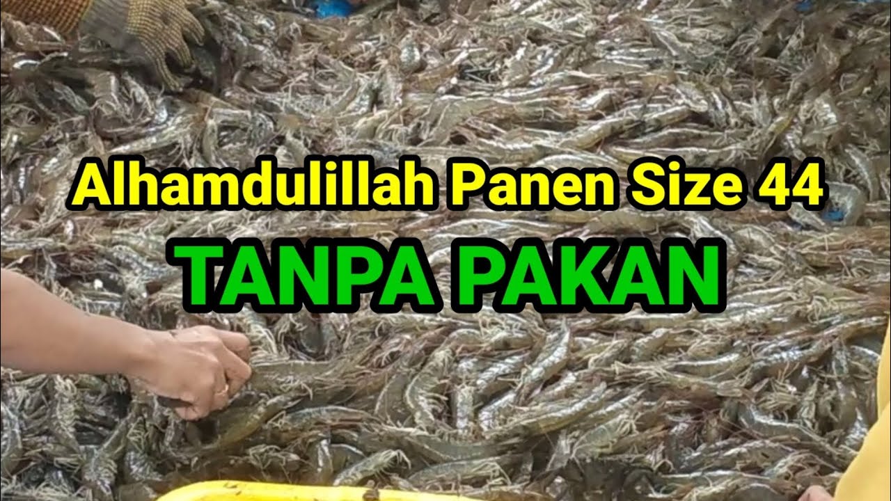 Panen Udang Vaname Size 44