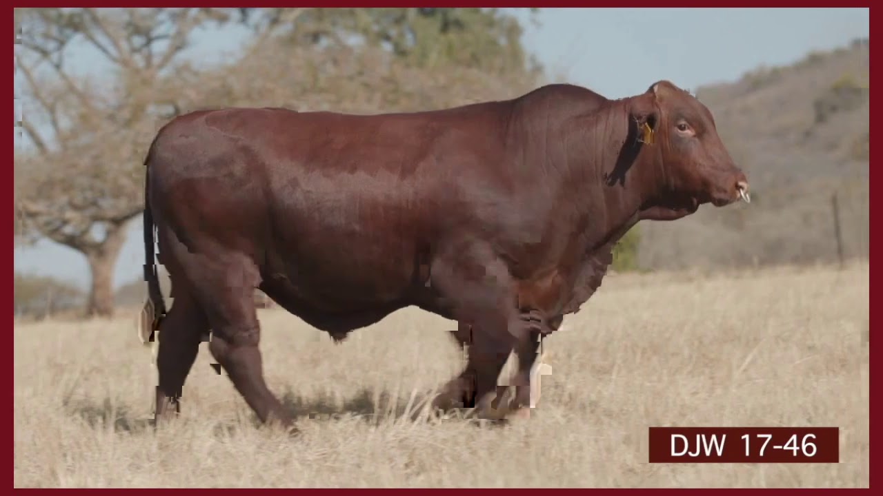 Louwrens & Williams Santa Gertrudis Stud Simulcast Sale