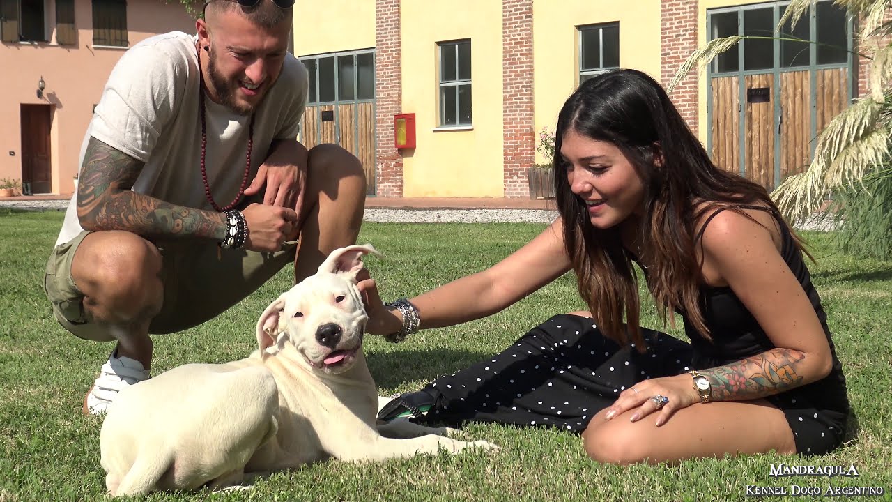 Cucciolo di Dogo, primo giorno con la sua proprietaria - Dogo puppy, first day