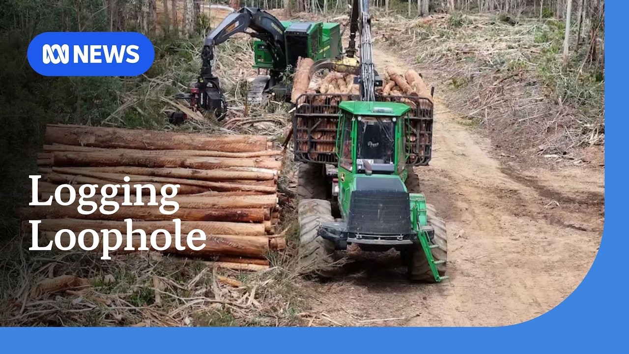 NSW loggers avoid environmental protections by calling logging 'road maintenance' | ABC NEWS