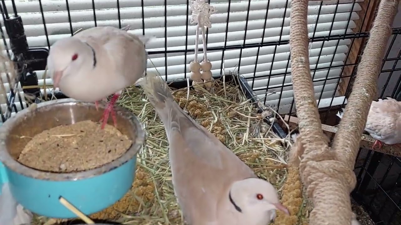 what you may not know about ringneck doves