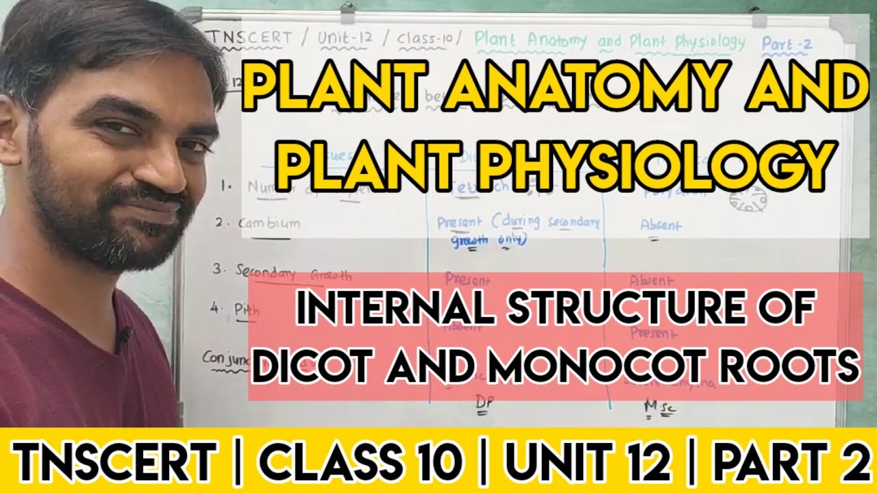 TNSCERT | CLASS 10 | Unit 12 | Plant Anatomy and Plant Physiology | Internal structure of root