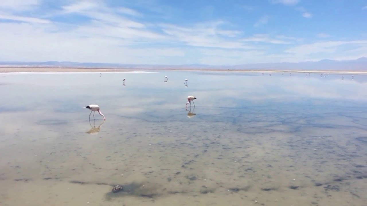 Laguna Chaxa